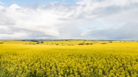 Image shows landscape of canola fields and cloudy blue sky above.